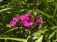 Dianthus barbatus 2, Duizendschoon, Saxifraga-Jan van der Straaten