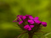 Duizendschoon  Dianthus barbatus