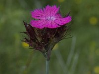 Dianthus carthusianorum 13, Karthuizer anjer, Saxifraga-Jan van der Straaten