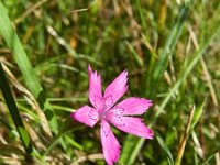 Dianthus carthusianorum 14, Karthuizer anjer, Saxifraga-Rutger Barendse