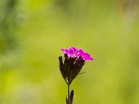 Dianthus carthusianorum 16, Kartuizer anjer, Saxifraga-Jan Nijendijk