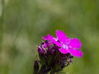 Dianthus carthusianorum 17, Kartuizer anjer, Saxifraga-Jan Nijendijk