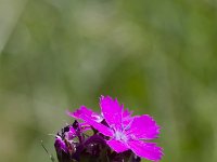 Dianthus carthusianorum 18, Kartuizer anjer, Saxifraga-Jan Nijendijk