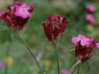 Dianthus carthusianorum 2, Karthuizer anjer, Saxifraga-Willem van Kruijsbergen