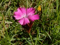 Dianthus carthusianorum 24, Kartuizer anjer, Saxifraga-Ed Stikvoort