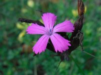 Dianthus carthusianorum 25, Kartuizer anjer, Saxifraga-Ed Stikvoort