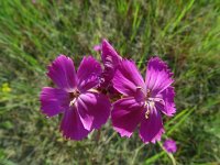 Dianthus carthusianorum 35, Kartuizer anjer, Saxifraga-Hans Grotenhuis