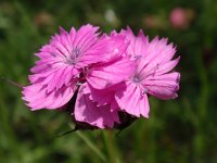 Dianthus carthusianorum 6, Karthuizer anjer, Saxifraga-Jan Willem Jongepier