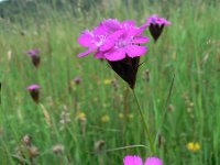 Dianthus carthusianorum 7, Karthuizer anjer, Saxifraga-Jan Willem Jongepier