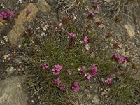 Dianthus carthusianorum ssp carthusianorum 10, Karthuizer anjer, Saxifraga-Willem van Kruijsbergen