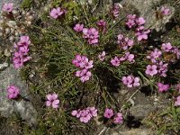 Dianthus carthusianorum ssp carthusianorum 12, Karthuizer anjer, Saxifraga-Willem van Kruijsbergen