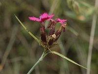 Dianthus carthusianorum ssp carthusianorum 5, Karthuizer anjer, Saxifraga-Willem van Kruijsbergen