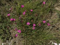 Dianthus carthusianorum ssp carthusianorum 9, Karthuizer anjer, Saxifraga-Willem van Kruijsbergen