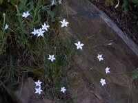 Dianthus cretaceus 2, Saxifraga-Ed Stikvoort