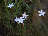 Dianthus cretaceus 3, Saxifraga-Ed Stikvoort