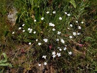 Dianthus cretaceus 4, Saxifraga-Ed Stikvoort