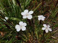 Dianthus cretaceus 7, Saxifraga-Ed Stikvoort