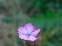 Dianthus cruentus 5, Saxifraga-Ed Stikvoort