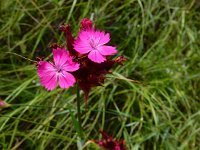 Dianthus cruentus 6, Saxifraga-Ed Stikvoort