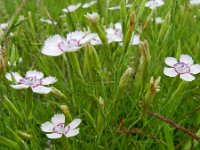 Dianthus deltoides 16, Steenanjer, Saxifraga-Rutger Barendse