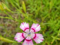 Dianthus deltoides 17, Steenanjer, Saxifraga-Rutger Barendse