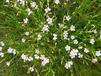 Dianthus deltoides 18, Steenanjer, Saxifraga-Rutger Barendse