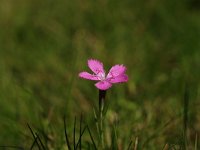 Dianthus deltoides 2, Steenanjer, Saxifraga-Hans Dekker