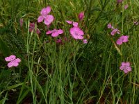 Dianthus deltoides 29, Steenanjer, Saxifraga-Ed Stikvoort