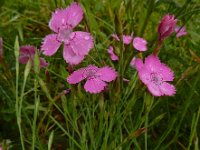 Dianthus deltoides 32, Steenanjer, Saxifraga-Ed Stikvoort