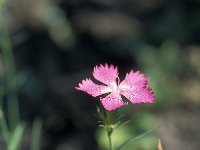 Dianthus deltoides 38, Steenanjer, Saxifraga-Jan van der Straaten