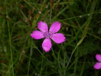 Dianthus deltoides 5, Steenanjer, Saxifraga-Peter Meininger