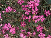 Dianthus deltoides 6, Steenanjer, Saxifraga-Jan van der Straaten