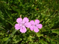 Dianthus deltoides 7, Steenanjer, Saxifraga-Jasenka Topic