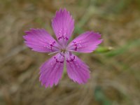 Dianthus deltoides 8, Steenanjer, Saxifraga-Mark Zekhuis