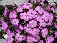 Dianthus freynii 3, Saxifraga-Jasenka Topic