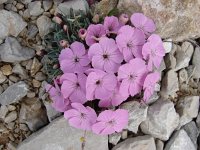 Dianthus freynii 4, Saxifraga-Jasenka Topic