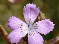 Dianthus fruticosus ssp occidentalis 2, Saxifraga-Sonja Bouwman  Z42. Shrubby pink - Dianthus fruticosus subsp. occidentalis - Caryophyllaceae familie