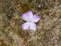 Dianthus gallicus 2, Saxifraga-Rutger Barendse