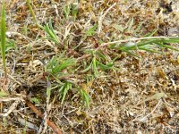 Dianthus gallicus 4, Saxifraga-Rutger Barendse