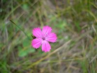 Dianthus giganteus ssp croaticus 1, Saxifraga-Jasenka Topic