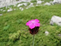 Dianthus giganteus ssp croaticus 3, Saxifraga-Jasenka Topic