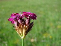 Dianthus giganteus ssp croaticus 4, Saxifraga-Jasenka Topic