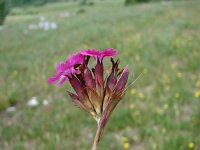 Dianthus giganteus ssp croaticus 5, Saxifraga-Jasenka Topic