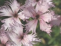 Dianthus hyssopifolius 2, Saxifraga-Marijke Verhagen