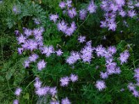 Dianthus hyssopifolius 21, Saxifraga-Ed Stikvoort : Poncebos - Cordiñanes de Valdeón s9900