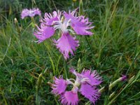 Dianthus hyssopifolius 24, Saxifraga-Ed Stikvoort : Posada de Valdeón - Espinama s9900