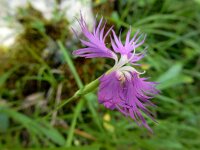 Dianthus hyssopifolius 26, Saxifraga-Ed Stikvoort : Poncebos s9900