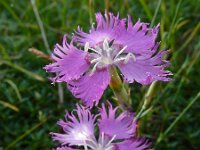 Dianthus hyssopifolius 32, Saxifraga-Ed Stikvoort : Posada de Valdeón - Espinama s9900