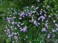 Dianthus hyssopifolius 34, Saxifraga-Ed Stikvoort : Poncebos - Cordiñanes de Valdeón s9900