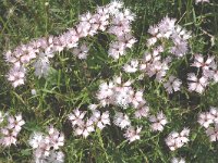 Dianthus hyssopifolius 4, Saxifraga-Marijke Verhagen